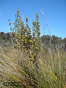 Pultenaea daphnoides plant habit Flinders Chase